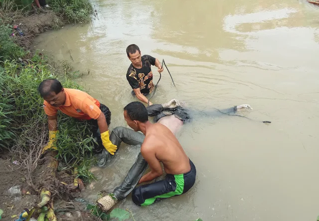 Kampung narkoba merupakan istilah yang sering muncul dalam laporan-laporan media mengenai peredaran dan penyalahgunaan narkotika di Indonesia. Keberadaan kampung ini sering kali menandakan jaringan yang terorganisir dalam distribusi narkoba, dan sering kali menjadi tempat berkumpulnya para pemakai. Baru-baru ini, sebuah kampung narkoba digerebek oleh pihak kepolisian, yang mengakibatkan kepanikan di kalangan para pemakai, sehingga beberapa dari mereka terjun ke Sungai Batanghari untuk melarikan diri. Kejadian ini mencerminkan betapa seriusnya masalah narkoba di Indonesia serta dampak psikologis yang dialami oleh para penggunanya. Dalam artikel ini, kita akan membahas lebih dalam mengenai penggerebekan kampung narkoba, reaksi para pemakai, dampak sosial dan hukum, serta upaya penanggulangan yang diambil oleh pemerintah dan masyarakat. 1. Penggerebekan Kampung Narkoba: Sebuah Tindakan Penegakan Hukum Penggerebekan kampung narkoba adalah salah satu tindakan tegas yang diambil oleh pihak kepolisian untuk memerangi peredaran narkoba di Indonesia. Tindakan ini tidak hanya bertujuan untuk menangkap para pengedar narkoba, tetapi juga untuk memberikan efek jera kepada masyarakat bahwa tindakan penyalahgunaan narkoba tidak dapat ditolerir. Dalam kasus terbaru, penggerebekan dilakukan di sebuah lokasi yang dikenal sebagai titik rotan peredaran narkoba. Pihak kepolisian melakukan penyelidikan yang mendalam sebelum melakukan penggerebekan. Mereka menggunakan berbagai metode, termasuk pengintaian dan pengumpulan informasi dari masyarakat. Setelah mendapatkan cukup bukti, tim gabungan dari kepolisian dan BNN (Badan Narkotika Nasional) melakukan operasi secara serentak. Dalam penggerebekan ini, beberapa orang ditangkap, dan sejumlah barang bukti berupa narkoba ditemukan. Namun, yang menarik perhatian adalah reaksi para pemakai narkoba saat penggerebekan berlangsung. Banyak dari mereka yang panik dan berusaha melarikan diri dari lokasi tersebut. Dalam situasi tersebut, beberapa pemakai nekat terjun ke Sungai Batanghari sebagai upaya untuk menghindari penangkapan. Hal ini menunjukkan betapa dalamnya ketergantungan mereka terhadap narkoba dan ketakutan terhadap konsekuensi hukum yang akan mereka hadapi. 2. Reaksi Pemakai Narkoba dan Dampak Psikologis Reaksi para pemakai narkoba saat penggerebekan berlangsung menjadi salah satu aspek penting yang perlu diperhatikan. Ketika situasi darurat muncul, insting bertahan hidup sering kali mendorong individu untuk mengambil tindakan ekstrem. Dalam kasus ini, panik menjadi respons utama yang terlihat di kalangan para pemakai. Mereka berusaha melarikan diri dari situasi yang mengancam, tanpa mempertimbangkan risiko yang lebih besar, seperti terjun ke sungai. Dampak psikologis dari penggunaan narkoba juga menjadi salah satu faktor yang berperan dalam reaksi mereka. Banyak pemakai narkoba mengalami gangguan mental, seperti kecemasan dan depresi, yang dapat memperburuk keadaan saat situasi darurat terjadi. Ketergantungan pada narkoba sering kali membuat mereka merasa tidak memiliki kontrol atas tubuh dan pikiran mereka. Dalam keadaan panik, mereka mungkin berfikir bahwa lari adalah satu-satunya cara untuk menghindari konsekuensi dari tindakan mereka. Selain itu, perilaku impulsif yang dihasilkan oleh penggunaan narkoba dapat menyebabkan keputusan yang tidak rasional. Terjun ke Sungai Batanghari dalam keadaan panik bukan hanya tindakan ceroboh, tetapi juga menunjukkan betapa besarnya tekanan psikologis yang mereka alami. Kejadian ini memunculkan pertanyaan tentang kebutuhan untuk menyediakan layanan kesehatan mental dan rehabilitasi yang lebih baik bagi para pemakai narkoba di Indonesia. 3. Dampak Sosial dan Hukum dari Penggerebekan Dampak penggerebekan kampung narkoba tidak hanya dirasakan oleh para pemakai dan pengedar, tetapi juga oleh masyarakat setempat. Penggerebekan ini sering kali memicu stigma sosial terhadap individu yang terlibat dalam penyalahgunaan narkoba, yang pada gilirannya dapat memperburuk kondisi sosial mereka. Masyarakat mungkin cenderung menjauhi individu-individu tersebut, menganggap mereka sebagai ancaman, dan mengabaikan fakta bahwa mereka juga adalah korban dari ketergantungan narkoba. Di sisi hukum, penggerebekan ini berpotensi memunculkan berbagai kasus hukum. Para pemakai yang ditangkap harus menghadapi proses hukum, yang sering kali berujung pada penahanan dan rehabilitasi. Namun, tantangan yang dihadapi adalah sistem hukum di Indonesia yang sering kali lebih fokus pada hukuman penjara daripada rehabilitasi. Hal ini menyebabkan banyak mantan pemakai narkoba kembali terjerumus ke dalam dunia narkoba setelah menjalani hukuman, tanpa adanya dukungan yang memadai untuk proses pemulihan mereka. Dampak sosial yang lebih luas juga dapat terlihat dari munculnya rasa takut di kalangan masyarakat. Ketakutan terhadap penangkapan dan stigma sosial dapat membuat individu yang berjuang melawan ketergantungan narkoba enggan untuk mencari bantuan. Oleh karena itu, penting bagi pemerintah dan masyarakat untuk berkolaborasi dalam menciptakan lingkungan yang mendukung rehabilitasi dan pemulihan, serta memberikan edukasi tentang bahaya narkoba. 4. Upaya Penanggulangan Narkoba di Indonesia Menghadapi masalah narkoba yang semakin kompleks, pemerintah Indonesia telah mengambil berbagai langkah untuk menanggulangi permasalahan ini. Salah satu upaya yang dilakukan adalah melalui program rehabilitasi bagi pemakai narkoba. Program ini bertujuan untuk memberikan dukungan medis dan psikologis bagi individu yang ingin berhenti menggunakan narkoba. Selain itu, pemerintah juga mengembangkan program edukasi yang ditujukan untuk mencegah penyalahgunaan narkoba, terutama di kalangan generasi muda. Edukasi ini mencakup penyampaian informasi mengenai bahaya narkoba dan cara-cara untuk menolak tawaran narkoba. Keterlibatan masyarakat, termasuk organisasi non-pemerintah, sangat penting dalam menjalankan program-program ini. Di samping rehabilitasi dan edukasi, upaya penegakan hukum yang tegas terhadap pengedar narkoba juga perlu dilakukan. Hal ini diharapkan dapat memberikan efek jera dan menekan jaringan peredaran narkoba di Indonesia. Namun, perlu diingat bahwa penegakan hukum harus dilakukan dengan cara yang adil dan manusiawi, tanpa mengabaikan hak asasi manusia. Secara keseluruhan, penanggulangan masalah narkoba di Indonesia memerlukan pendekatan yang komprehensif, melibatkan berbagai sektor, dan memberikan perhatian yang sama antara rehabilitasi, edukasi, dan penegakan hukum.